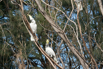 the two sulphur crested cockatoo are in a tree