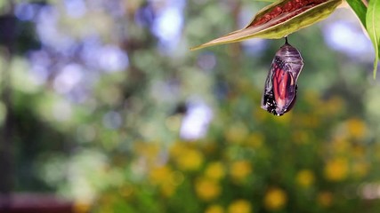 Monarch Butterfly emerges from Chrysalis, Danaus Plexppus, drying wings on milkweed with yellow flowers background