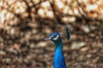 Peacock