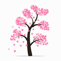 Sakura tree on white background.