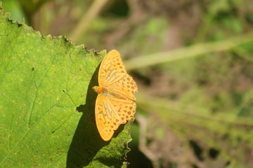 butterfly on leaves in Summer