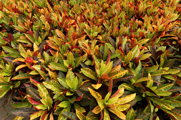 a close-up background of autumn leaves in a university campus of shenzhen, china