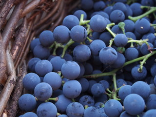bunch of grapes