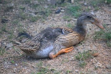 runner duck in the farm