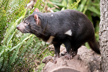this is a side view of a Tasmanian devil