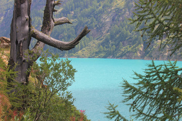 vegetation in front of an alpine lake