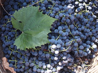 grapes on vine