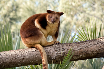 the tree kangaroo is the only kangaroo that can climb
