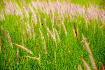 flowers of African Fountain Grass, swaying along the wind in the ornamental garden with blurry green background in the morning Nature.