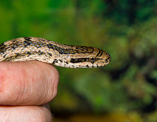 Snake snake in man's hand close up