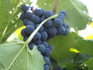 grapes on the vine
