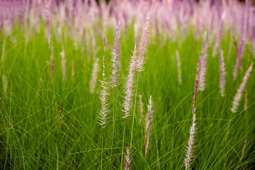 flowers of African Fountain Grass, swaying along the wind in the ornamental garden with blurry green background in the morning Nature.