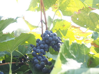 Naklejka premium grapes on the vine