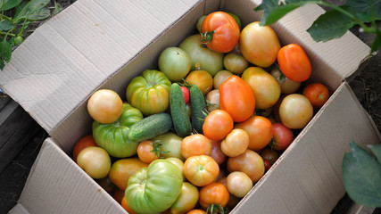 The farmer put in a box vegetables-tomatoes. Organic Crop Of Agricultural Products