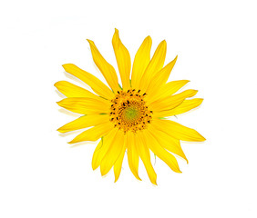 Young yellow flower of a sunflower isolated on white background