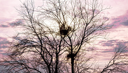 Fototapeta na wymiar Silhouette of dry tree branches against the sky