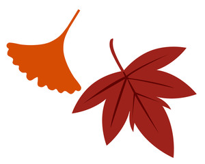 銀杏 イチョウ 葉 秋 落ち葉 イラスト 紅葉 落葉 楓 もみじ Wall Mural Nisi 銀杏 イチョウ 葉 秋 落ち葉 イラスト 紅葉 落葉 楓 もみじ Wall Mural Nisi