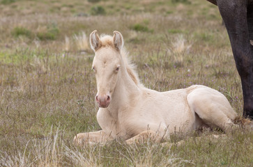 Fototapeta premium Wild Horse Foal Bedded in the Utah Desert