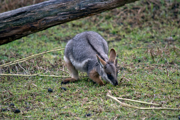 a joey yellow footed rock wallaby in a park