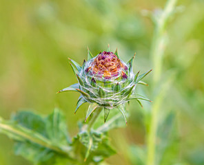 Plant thistle fruit in nature close up