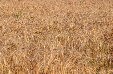 Field with wheat in nature rural landscape