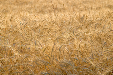 Field with wheat in nature rural landscape