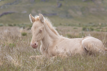 Obraz na płótnie Canvas Wild Horse Foal Bedded in the Utah Desert