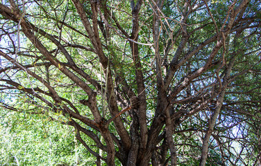  branchy tree in the forest
