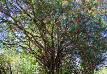  branchy tree in the forest