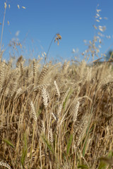 Obraz premium Champ d'orge