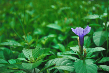 Ruellia tuberosa