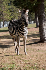 the zebra is in a field
