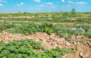 Fototapeta na wymiar A field with watermelons melons in a nature landscape. Agriculture in Asia.