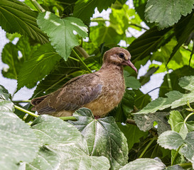 Fledgling dove bird on tree in nature