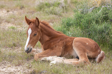 Naklejka na ściany i meble Wild Horse Foal Bedded in the Utah Desert