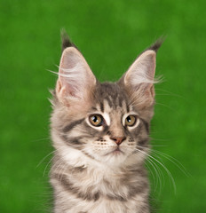Naklejka na ściany i meble Maine Coon kitten
