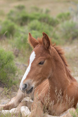 Fototapeta premium Wild Horse Foal Bedded in the Utah Desert