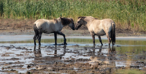 Wild Ponies At The Lagoon