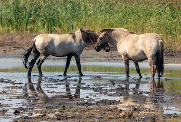 Obraz premium Wild Ponies At The Lagoon