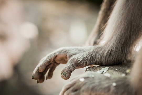 Monkey. Close up photo of monkey's hands and legs
