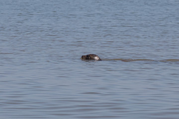 Fototapeta premium A Seal Comes Up For Air