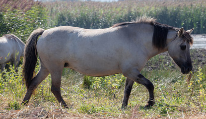 The Wild Ponies Grazing The Nature reserve at Minsmere