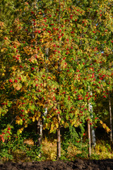 Fototapeta na wymiar large tree with red ash berries