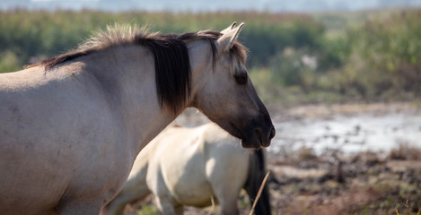 Fototapeta premium The Wild Ponies Grazing The Nature reserve at Minsmere
