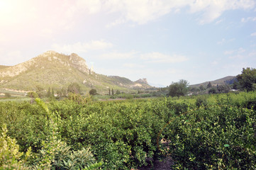 Beautiful landscape on the mountain and tangerine valley