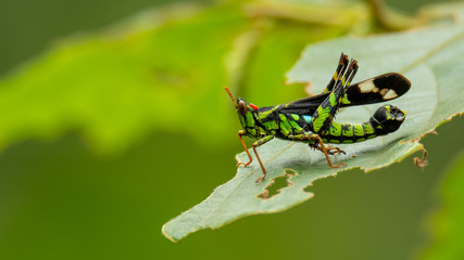 Beautiful greenish  Monkey Grasshopper (Erianthus versicolor)  perching on a leaf