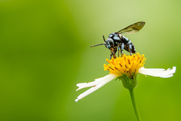 Neon Cockoo Bee collecting pollen from little daisy flower with blur green background
