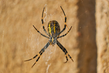 Black and yellow spider isolated with a blurred background