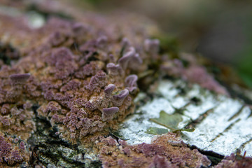 Toadstool mushroom blurry macro photo in green forest