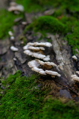 Toadstool mushroom blurry macro photo in green forest